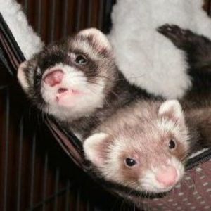 Meet your Posher, Nate